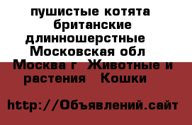 пушистые котята. британские длинношерстные. - Московская обл., Москва г. Животные и растения » Кошки   